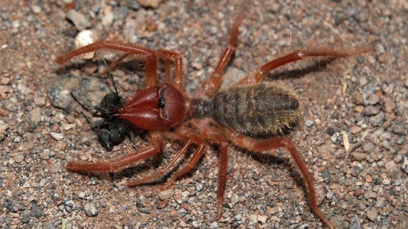 Camel spider