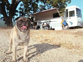 Pugs and people alike enjoy RV camping.