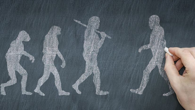 Drawing of our evolution