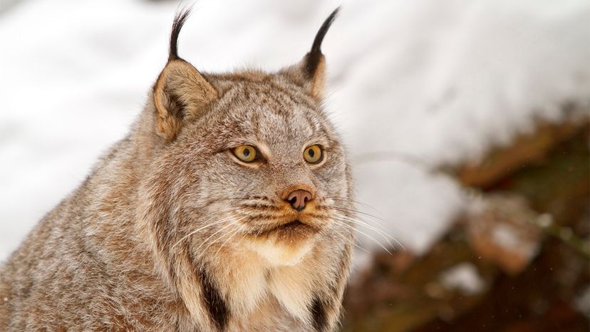 6 Wild Cats Still Found Roaming the . | HowStuffWorks