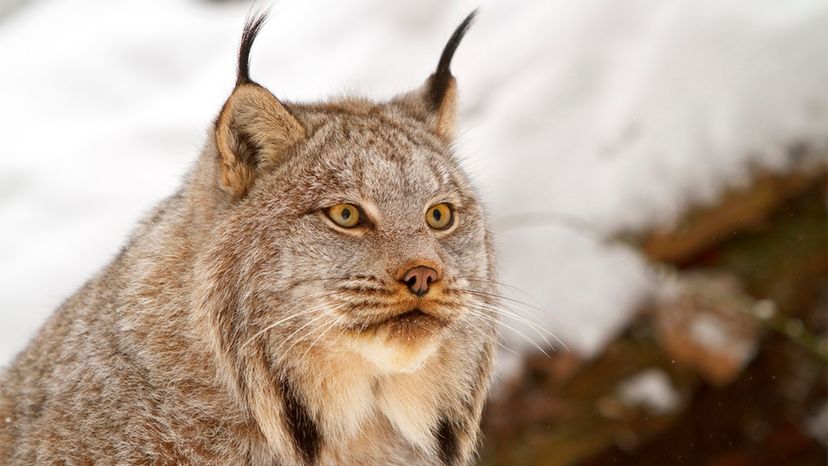 Canadian lynx