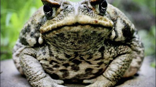 Cane Toad  Facts, Pictures