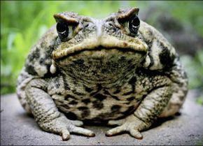 Cane Toad picture