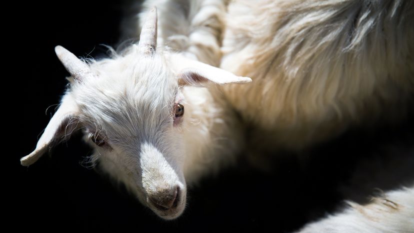 cashmere goat