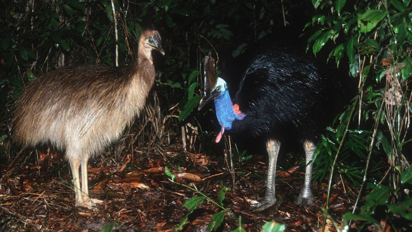 cassowary attack gif