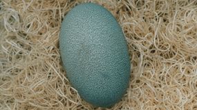 Bright Green Cassowary Egg in Nesting Material