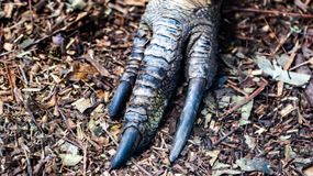 Close-up of southern cassowary claw.