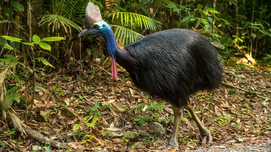 The Cassowary Is the World's Most Dangerous Bird