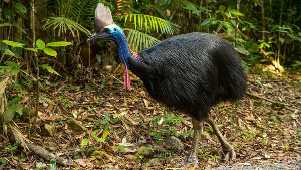 The Cassowary Is the World's Most Dangerous Bird