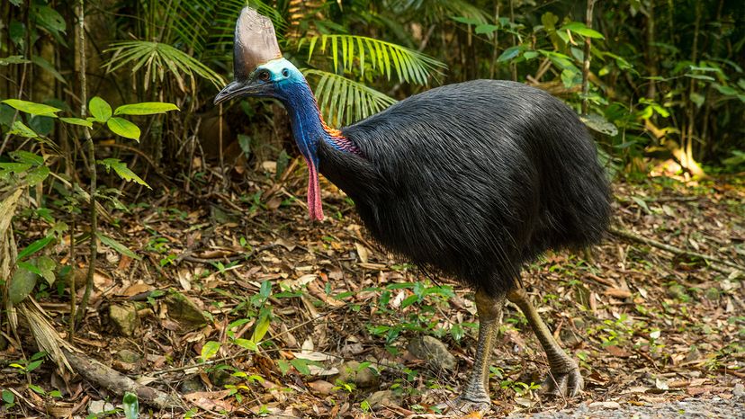 The Cassowary Is The World S Most Dangerous Bird Howstuffworks