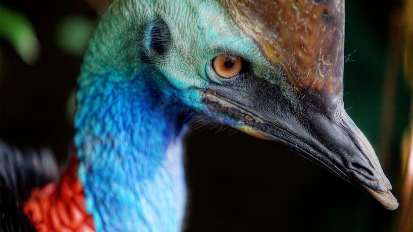 cassowary claw