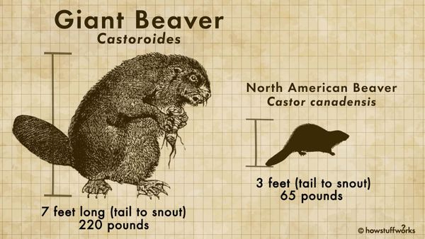 casteroides beaver