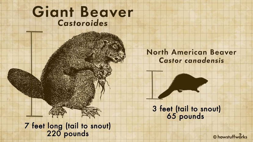 Castoroides Beaver“width=