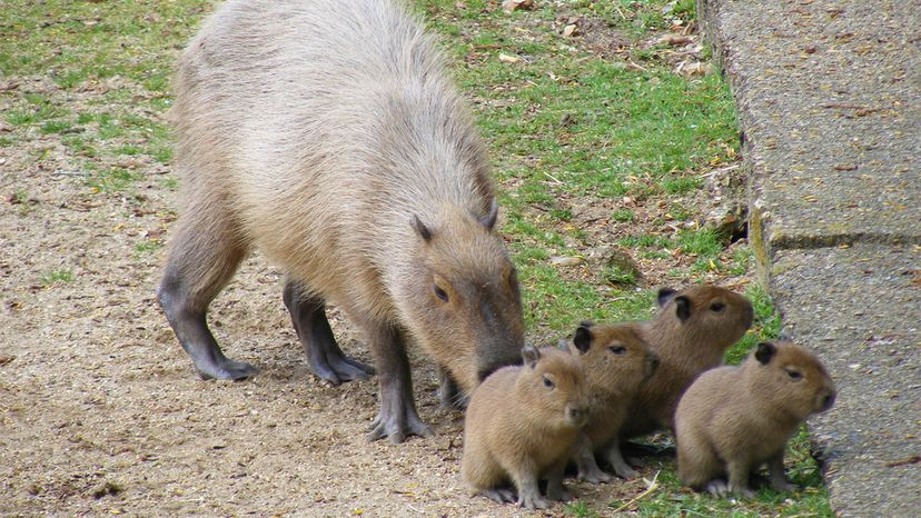 Capybara