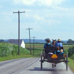 Amish family driving in buggy