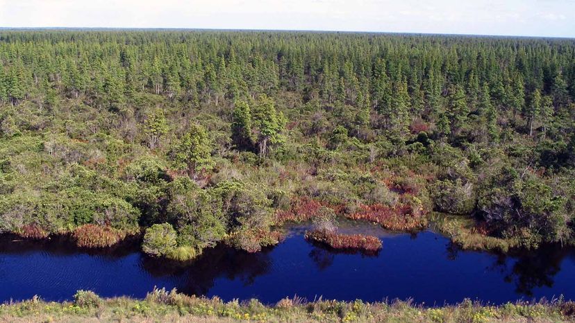 Pocosin Lakes National Wildlife Refuge