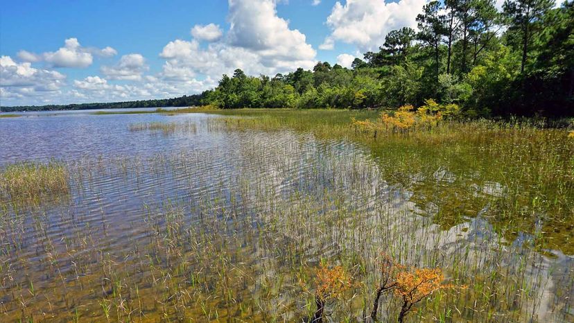 Lake Waccamaw State Park