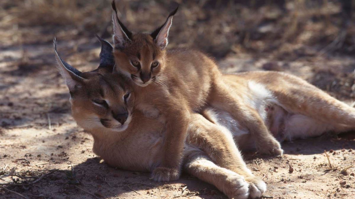 Caracal cat hot sale jumping