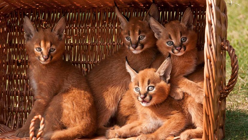 The Caracal's Got Super Jumping Game and Satellite Dish Ears