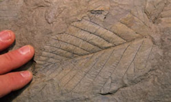 How Carbon Dating Works