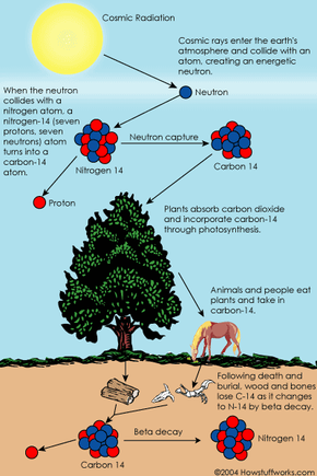 How Carbon-14 Dating Works | HowStuffWorks