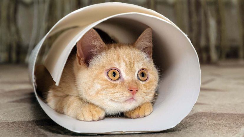 cat in tube