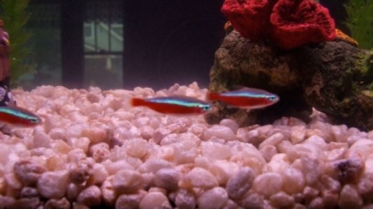 Cardinal Tetra