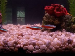 Cardinal Tetra