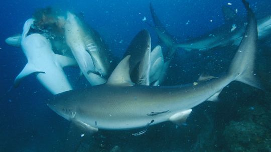 What causes a shark feeding frenzy?