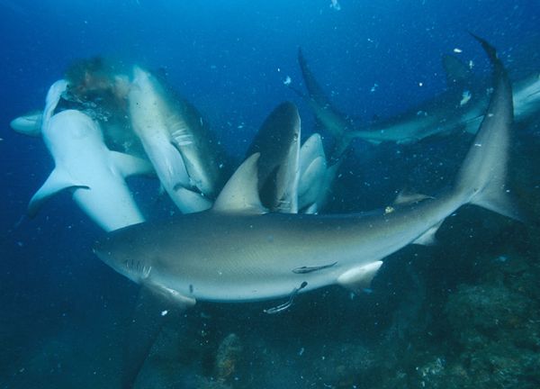 Caribbean reef sharks in a feeding frenzy.