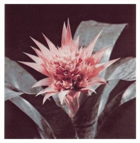Bromeliads, such as the aechmea fasciata, canlive for years without fertilizer.
