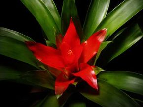 The guzmania is one of the most spectacular bromeliads.See more pictures of bromeliads.