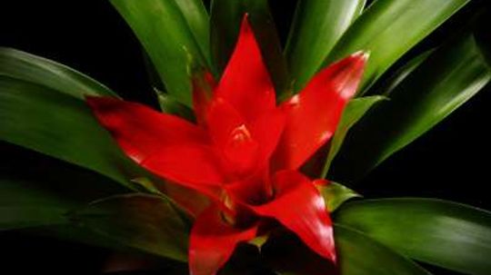 Caring for Bromeliads