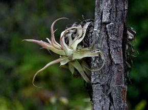 Some bromeliads are found on shaded, lower branches of trees.