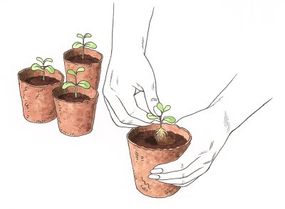 Transplant your seedlings to individual containers when they've grown a few &quot;true leaves.&quot;