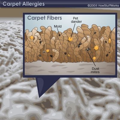 Carpet allergens