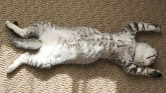 What's the best carpet for pet owners?