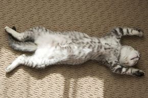 kitten sleeping on carpet