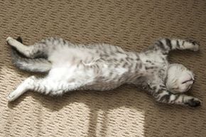 A cat stretched out on a carpet