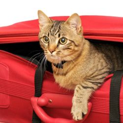 Cat travel hot sale accessories