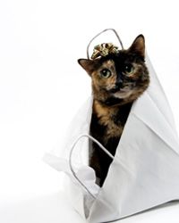 pet travel accessories cat