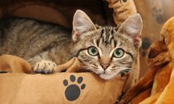 10 Essential Cat Travel Accessories HowStuffWorks