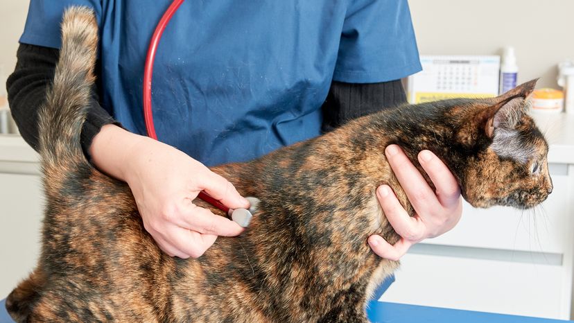 Vet Checking Cat for Abscess