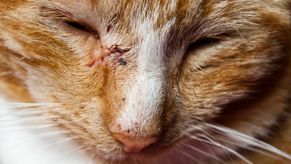 A young ginger cat with wounds on his face from a animal bite