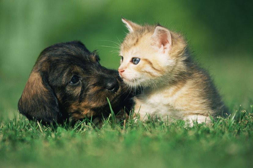 Cat and dog together