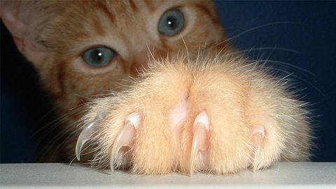Cat Declawing: The Painful Truth - Vimarsana News