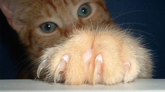 猫Declawing:痛苦的真理”border=