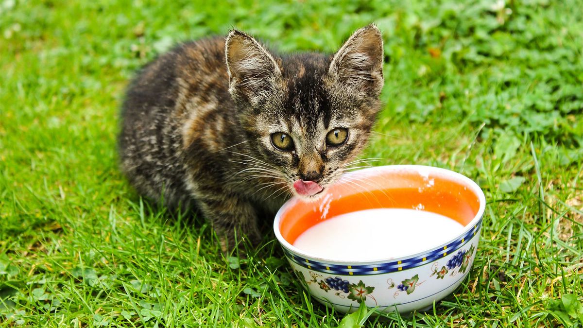 Kitten loose shop stool remedy