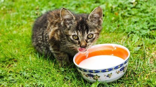 Home Remedies for Cats with Diarrhea