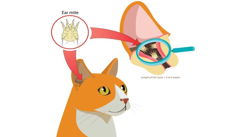 Otc ear mite treatment for outlet cats